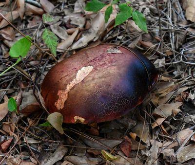 large Red Pine Mushroom  -Lactarus-