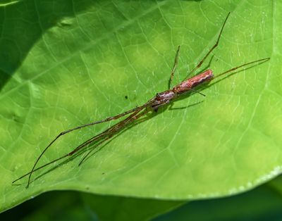 Ogrefaced Spider -Deinopus spinosa-