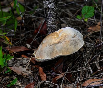large forest fungus