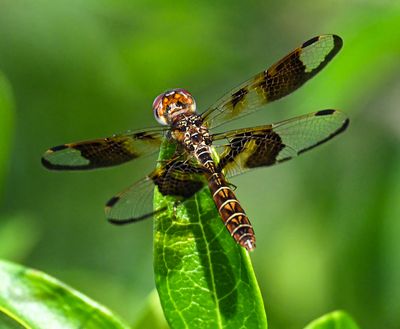 Amber Dragonfly