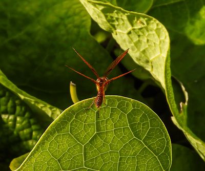 very small Amber Dragonfly