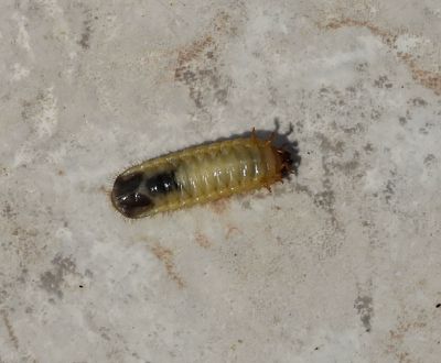 Unknown caterpillar