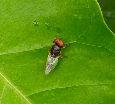 Soldier Fly -Hedriodiscus- male