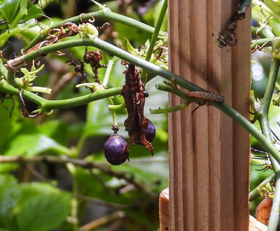 ..old Zebra Longwing chrysalis..