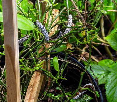 several Zebra Longwing caterpillars