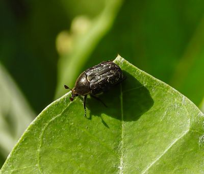 Dark Flower Scarab -Euphoria sepulcralis-