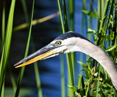 Great Blue Heron _eyeing a fish_