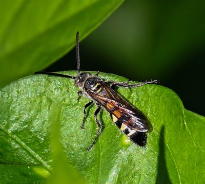 Caribbean Scoliid Wasp -Dielis dorsata- male