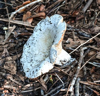 Leucopaxillus Giganteus mushroom
