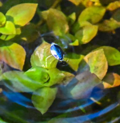Whirligig Beetle -Dineutus assimilis-