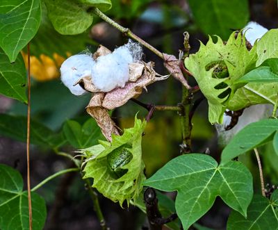 Wild Florida Cotton  with buds