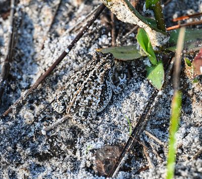 ..find the Oak Toad.. -Anaxyrus quercicus-