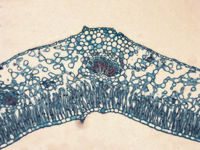 Jasmine leaf section