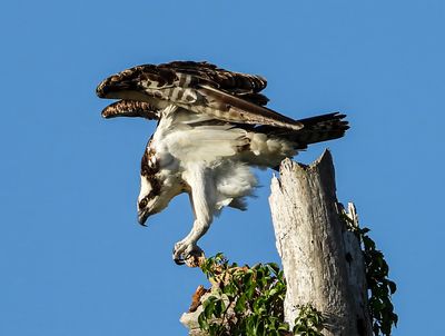 Florida Osprey