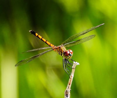 Yellow-striped dragonfly -Cordulegaster dorsalis- female