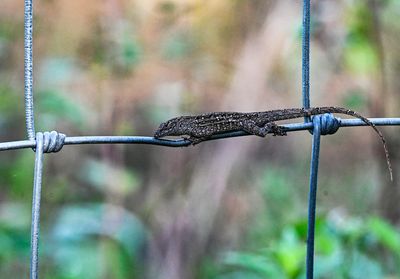 anole on a fence