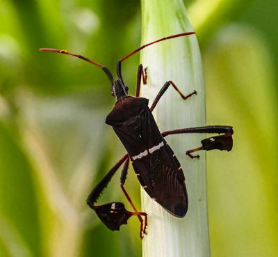 Leaf-footed bug -Leptogloss phyllopus-