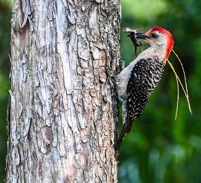 Red-bellied Woodpecker with an Anole