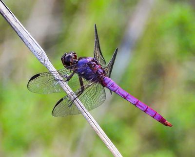 Carmine Skimmer -Orthemis discolor- male