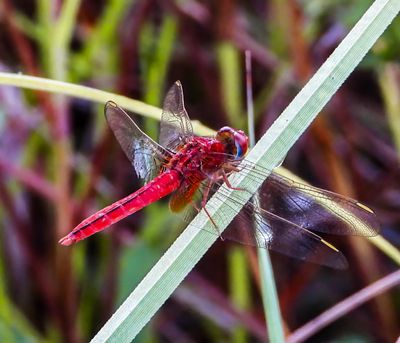 Red-veined Darter -Sympetrum fonscolombii- male