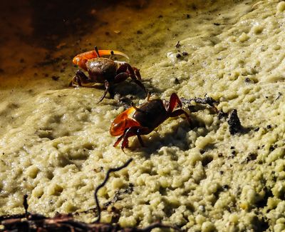 pair of Florida Fiddler crabs