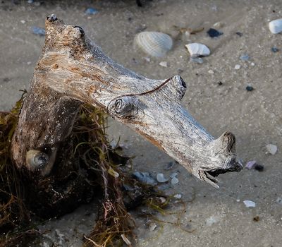 interesting driftwood