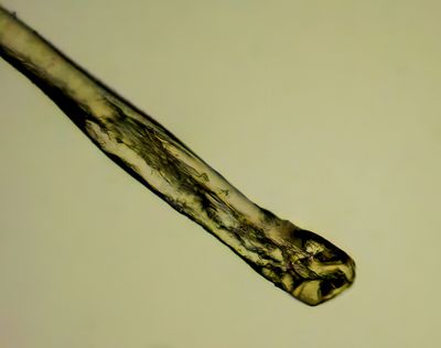 Hair root (Dermalpapilla)