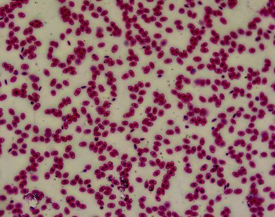 Frog blood smear -their red cells contain nuclei-