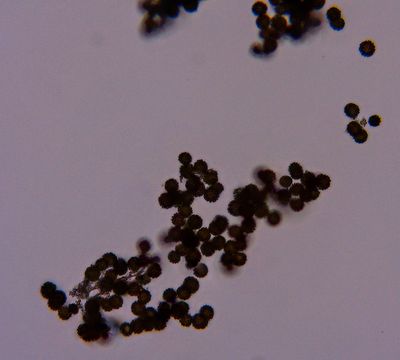 Pisolithus Dyeball fungus spores