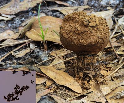 Pisolithus arrhizus  Dyeball fungus