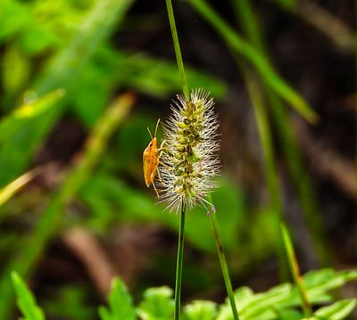 ..very small Rice Stink Bug on a Timothy grass..