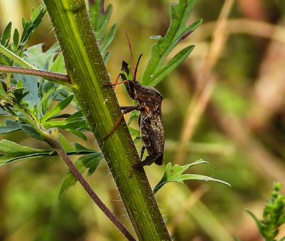 large Leaf-footed Bug