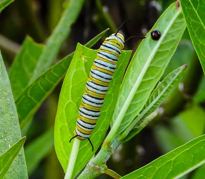 Monarch caterpillar and a Chilocorus Ladybug