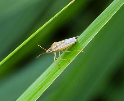 Rice Stink Bug