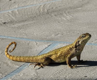 Northern Curly-tailed lizard -Leiocephlus carinatus-
