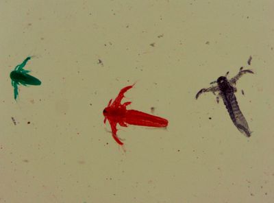Shrimp larvae