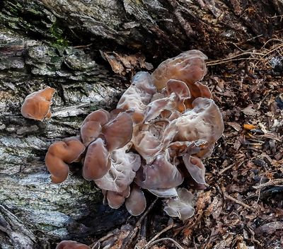 Wood Ear mushroom  -Auricula-