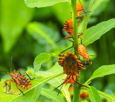 Leaf-footed bug -Spartocera fusca- adult with nymphs