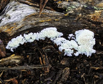 Slime mold