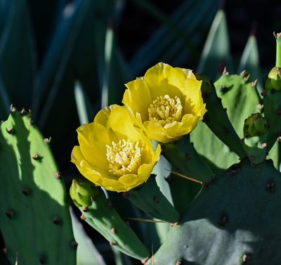 Pricklypear Cactus flowers  -Opuntia mesacantha-