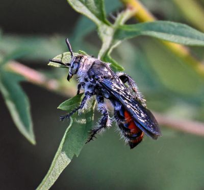 Caribbean Scoliid Wasp -Dielis dorsata- female