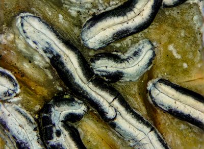 script lichen up close showing the spore slits (Lirellae)