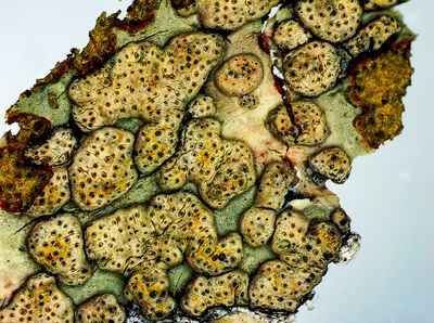 barrier lines around a group of crustose Lichen