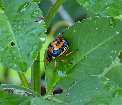 Stiretrus anchoraco adult Anchor Bug