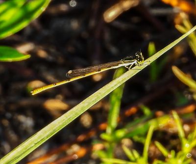 ..another beautiful Damselfly.. 1 long
