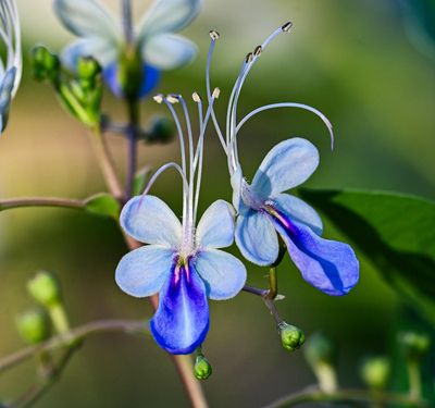 Blue Butterfly Bush  -Rotheca myricoides-