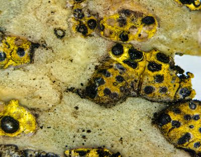 Acarospora schleicheri -Yellow Lichen with black Apothecia-