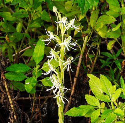 Florida Orchid  -Habenaria quinqueseta-