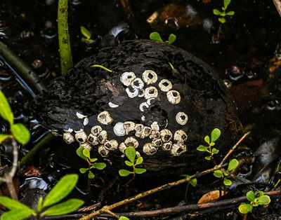 Barnacles on a Florida coconut