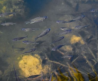 small school of fish